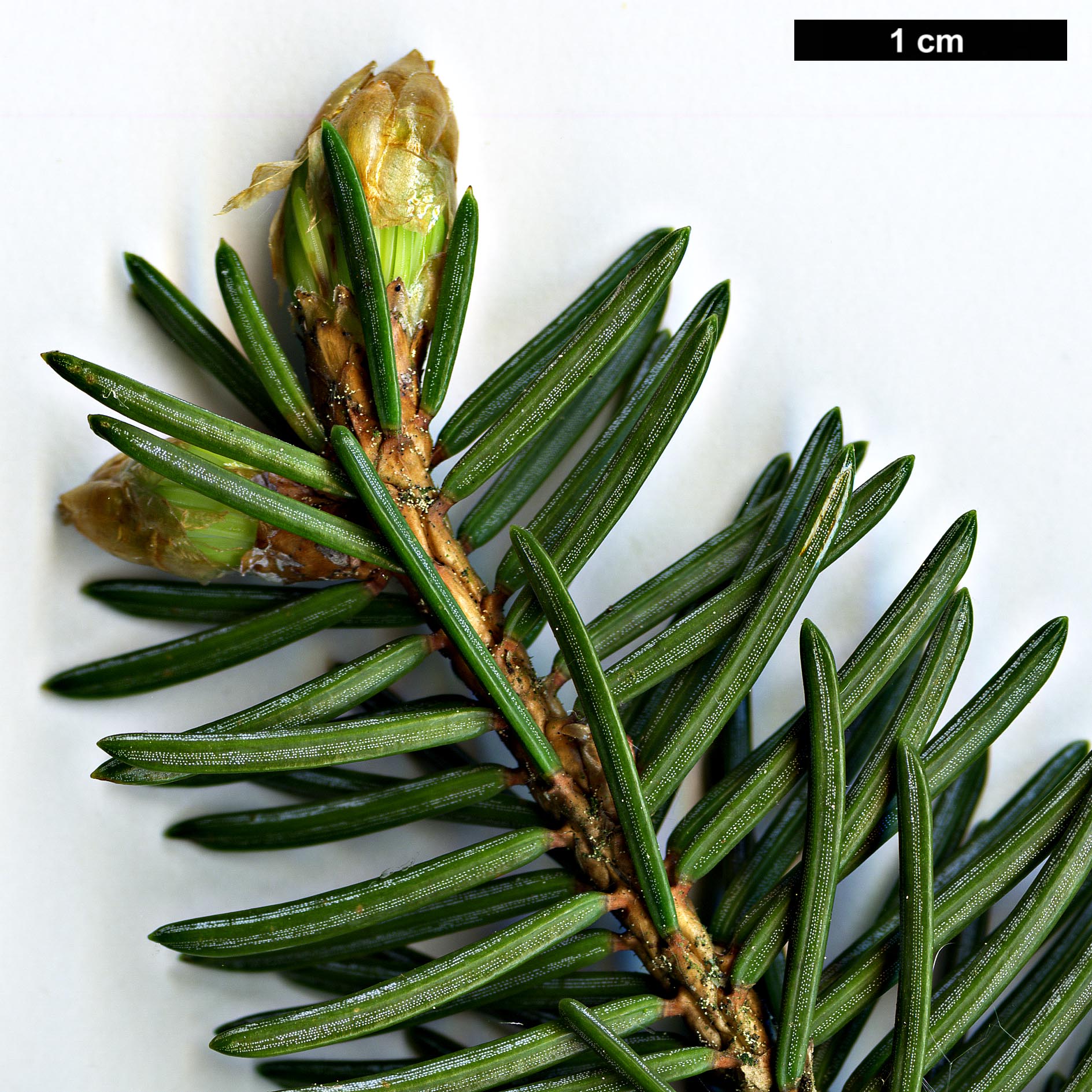 High resolution image: Family: Pinaceae - Genus: Picea - Taxon: asperata - SpeciesSub: var. ponderosa